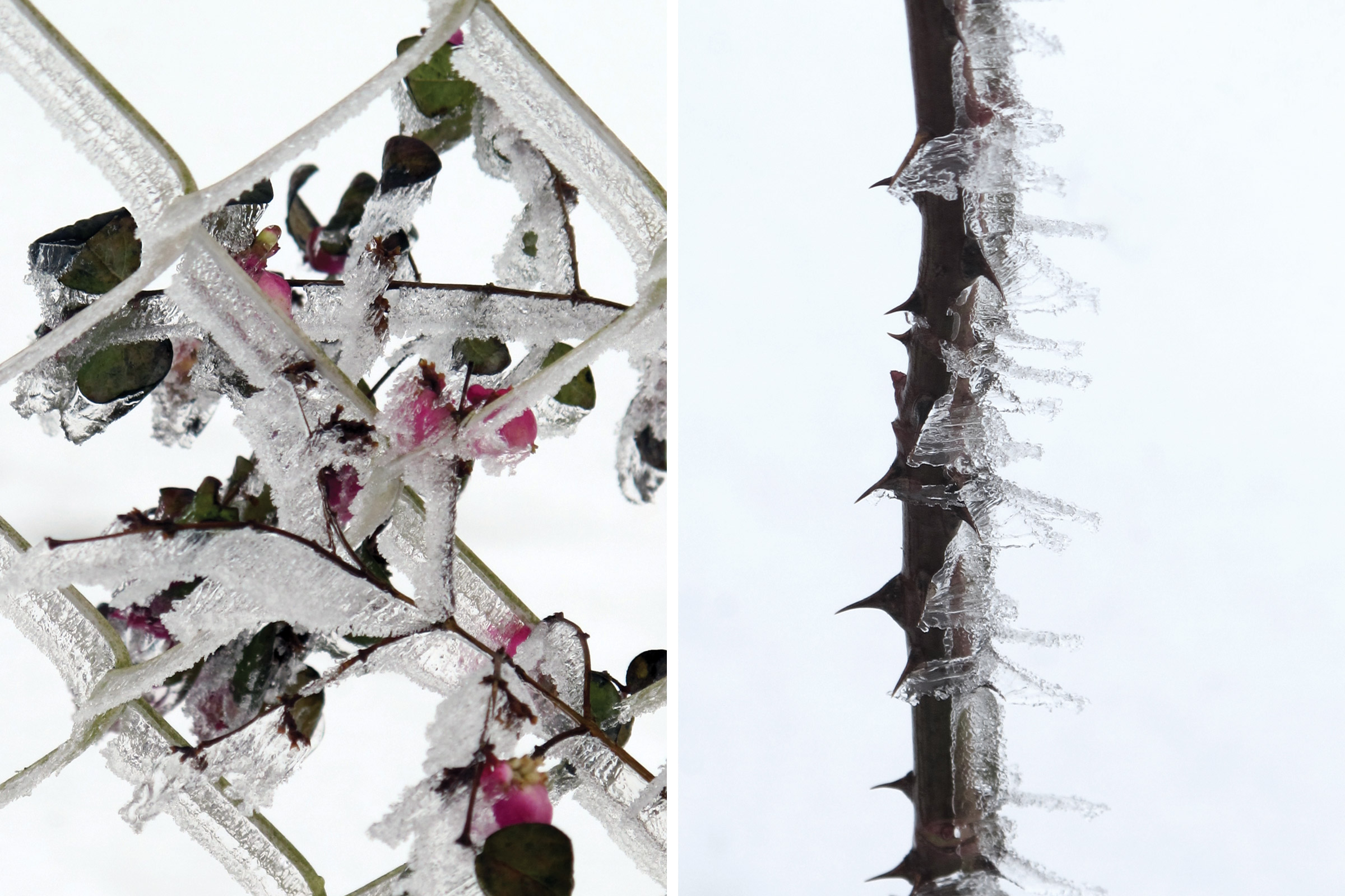 BARDULA - Blanc de Givre - image 1