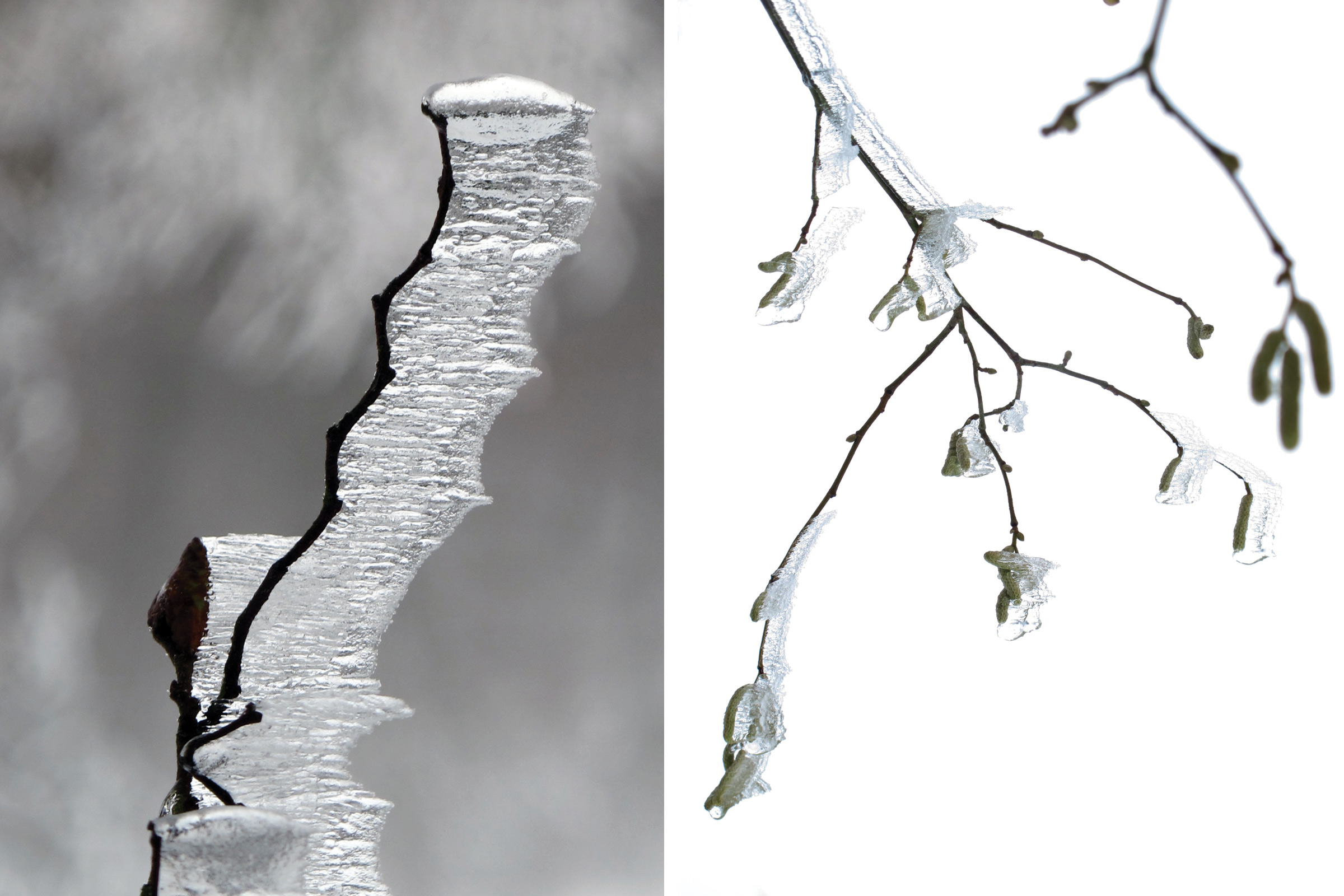 BARDULA - Blanc de Givre - image 6