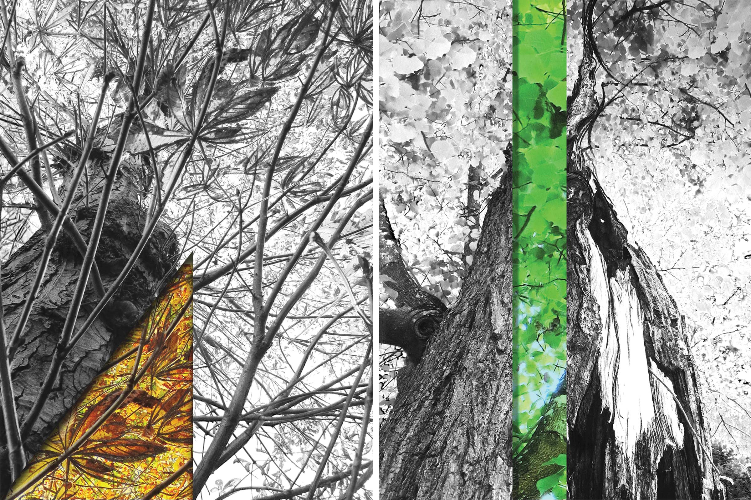 BARDULA - Au coeur des arbre image 1
