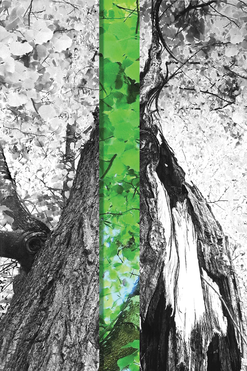 CACHÉE DANS LES BOIS