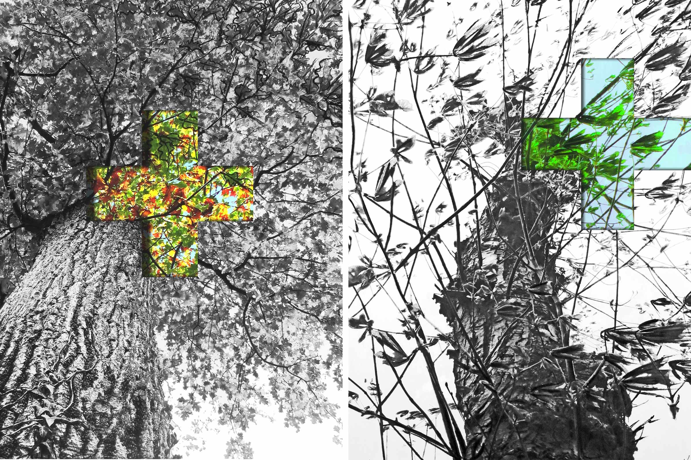 BARDULA - Cachée dans les arbres3