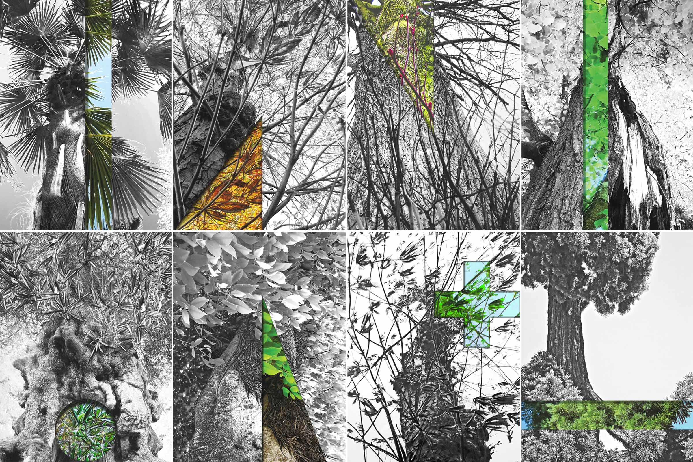 BARDULA - Cachée dans les arbres_ image2