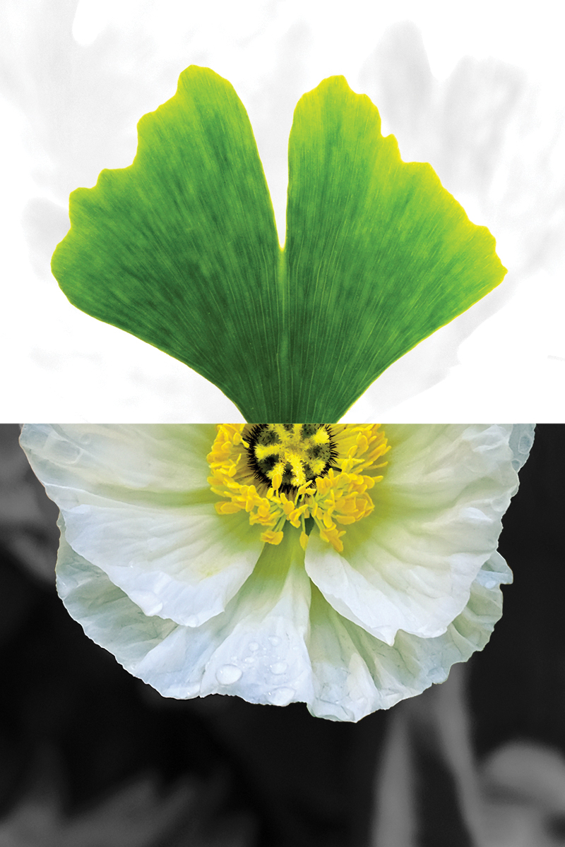 HYBRIDES EN FOLIE