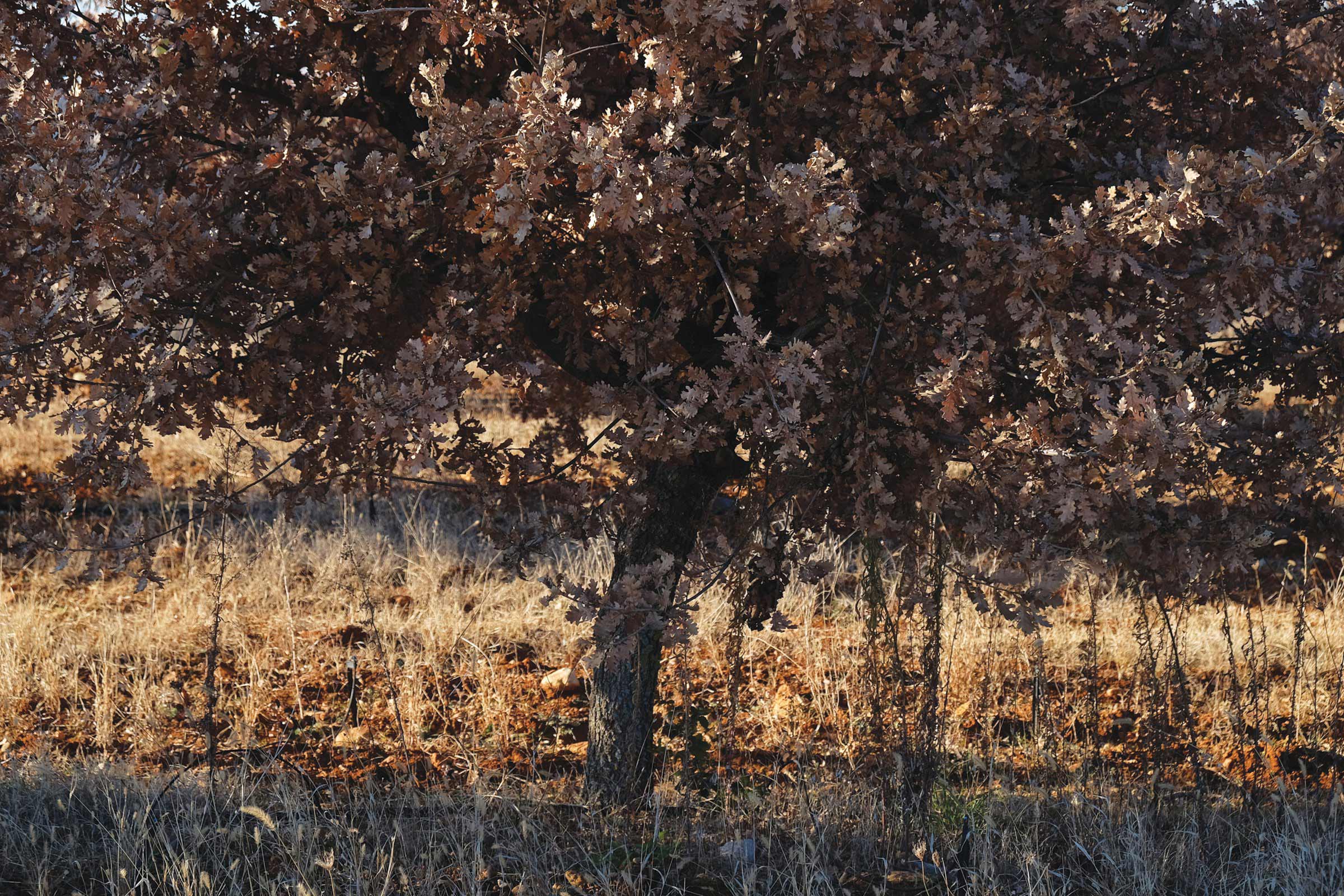 BARDULA - Truffes Noires - images 2