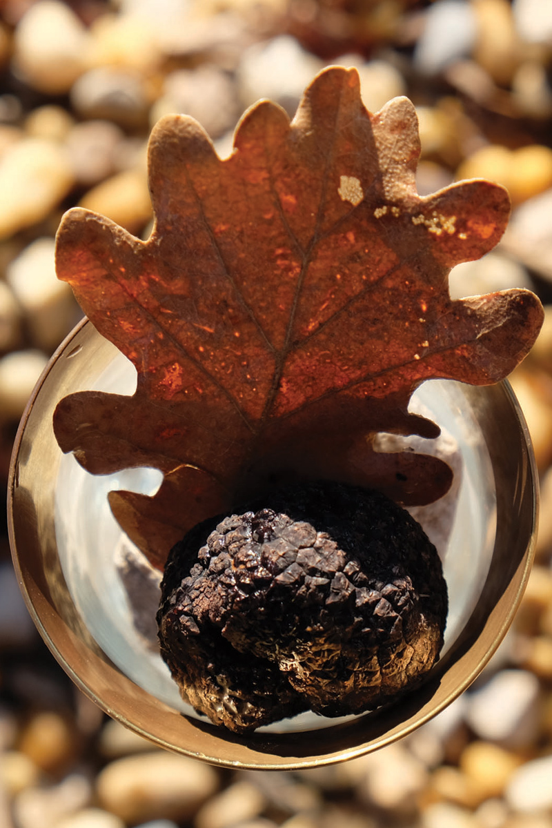 TRUFFES NOIRES