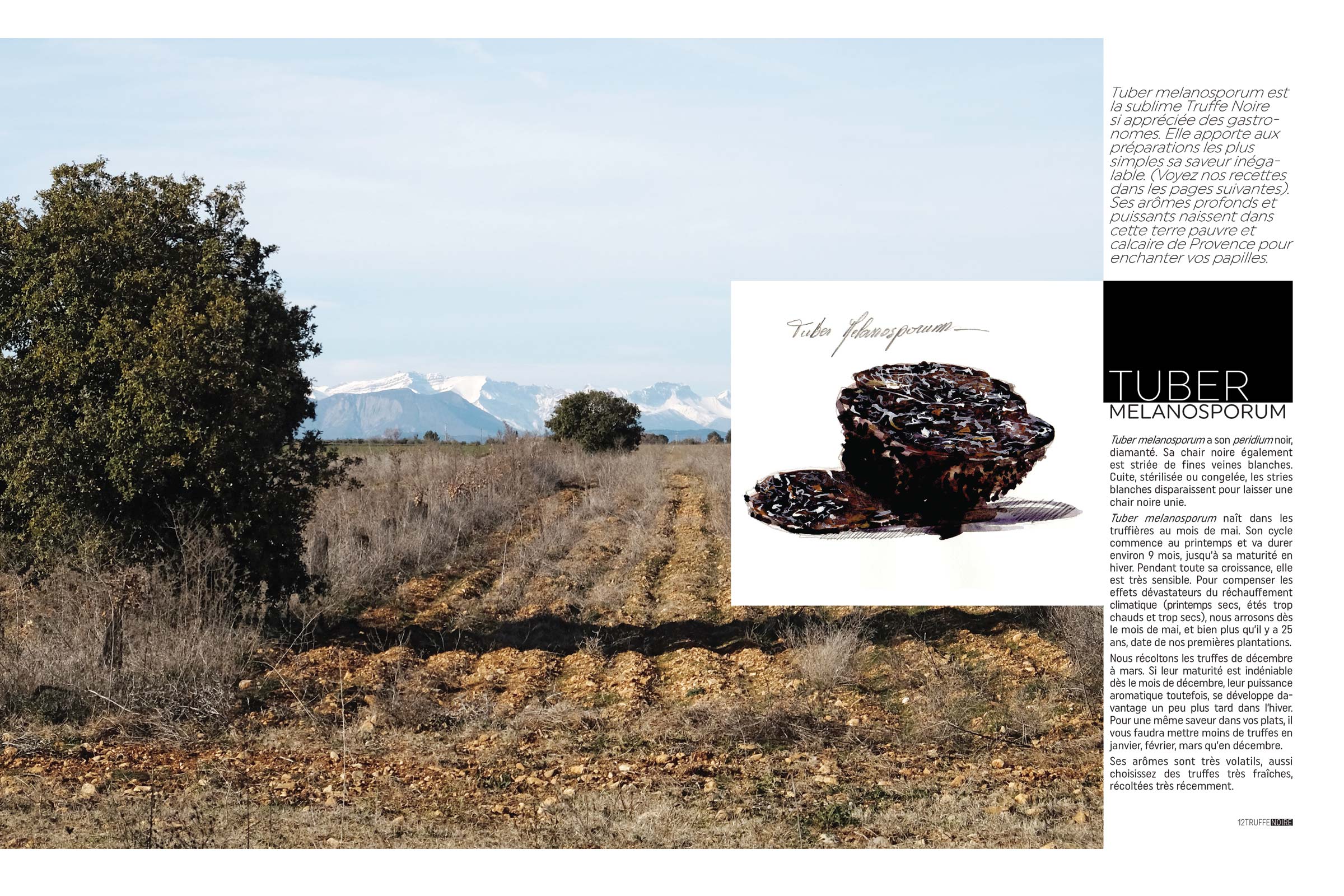 BARDULA - Truffes Noires - images 3